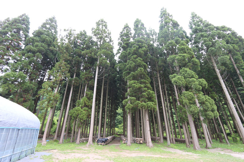 北海道ビニールハウス