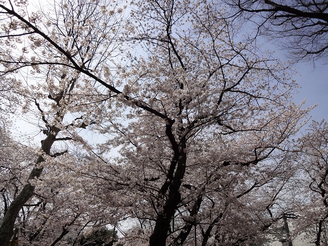 桜が満開できれいです。